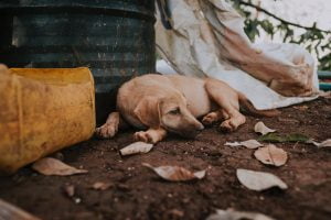 Блог зоозащитника: Кто следит за бездомными животными в Мариуполе и сколько за это получает?
